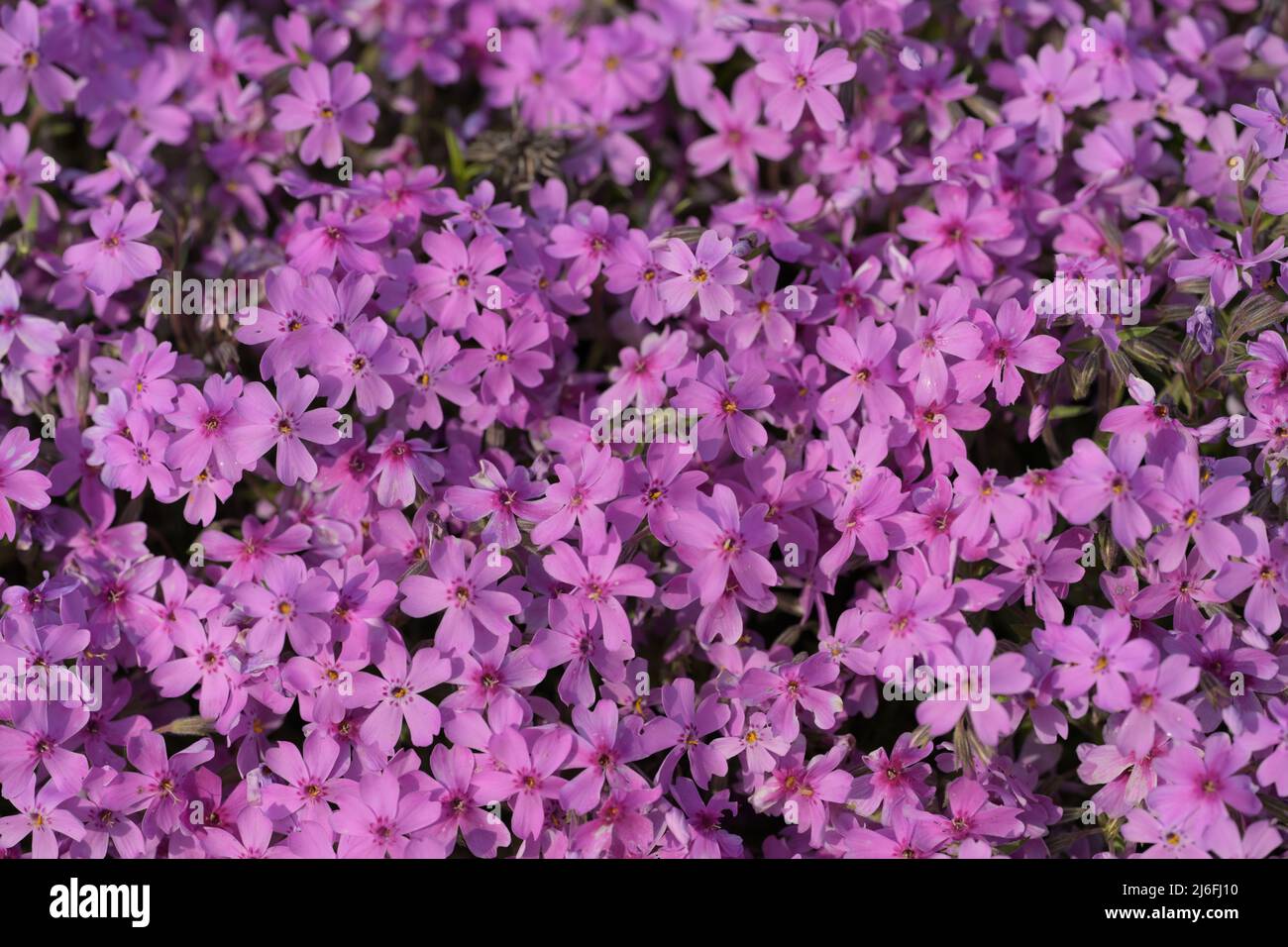 Phlox Subulata Moos Phlox Polemoniaceae Stockfoto