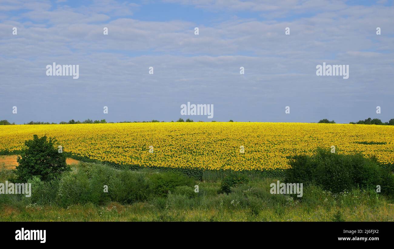 Ländliche Landschaft mit Sonnenblumenfeld im Juli, viele leuchtend gelbe Blumen in der Nähe einer Schlucht mit Büschen und Bäumen, Oelsaatenernte, Ukraine locati bedeckt Stockfoto