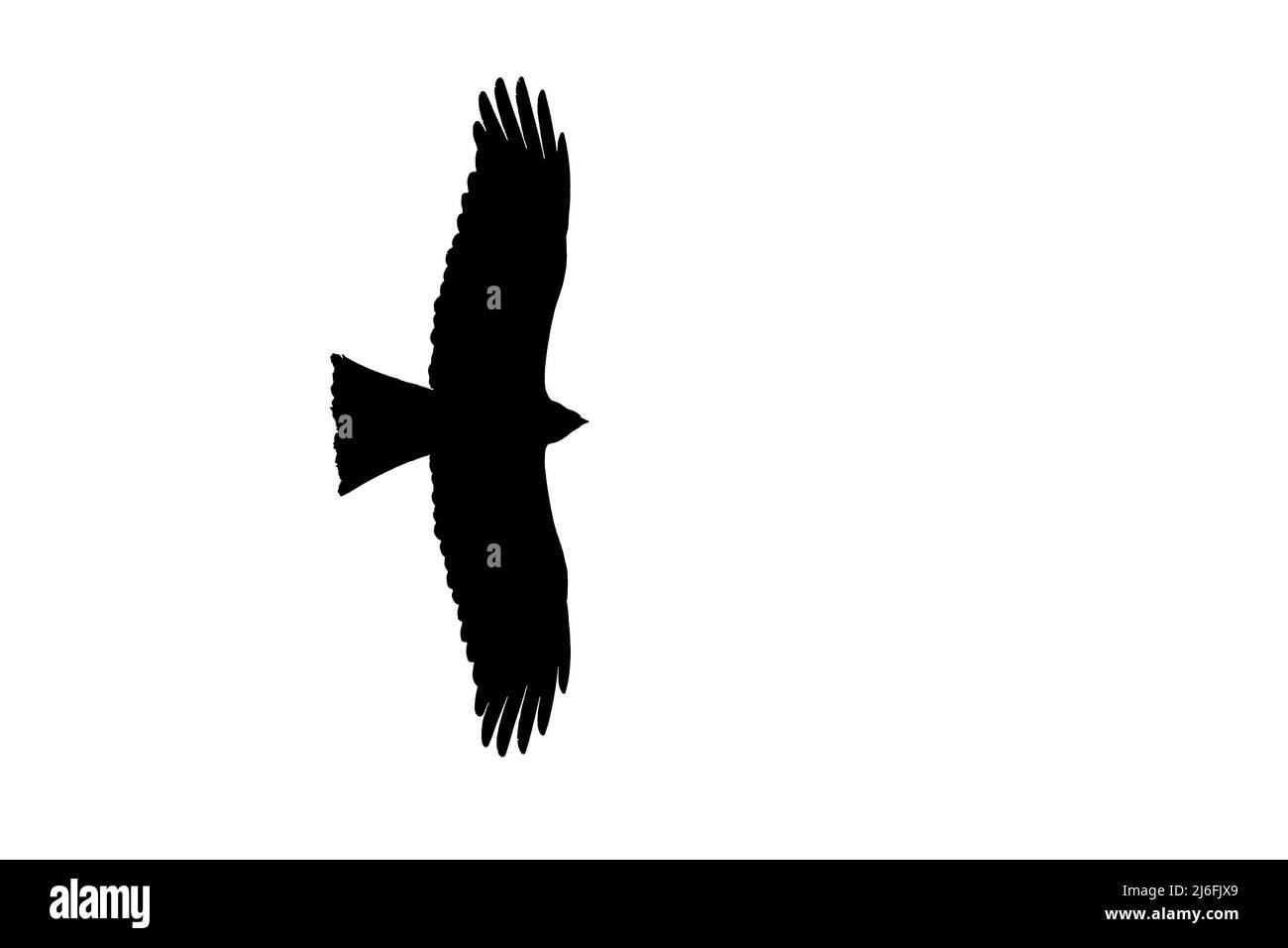 Silhouette eines aufsteigenden schwarzen Drachen (Milvus migrans) im Flug, umrissen vor weißem Hintergrund, um Flügel und Schwanzformen zu zeigen Stockfoto