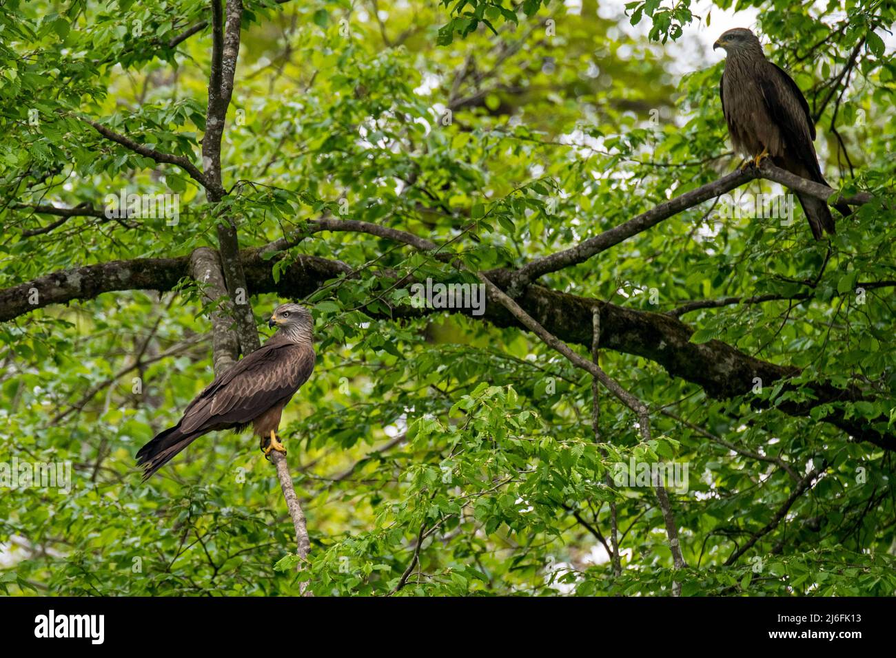Zwei schwarze Drachen (Milvus migrans), die in einem Baum thront Stockfoto
