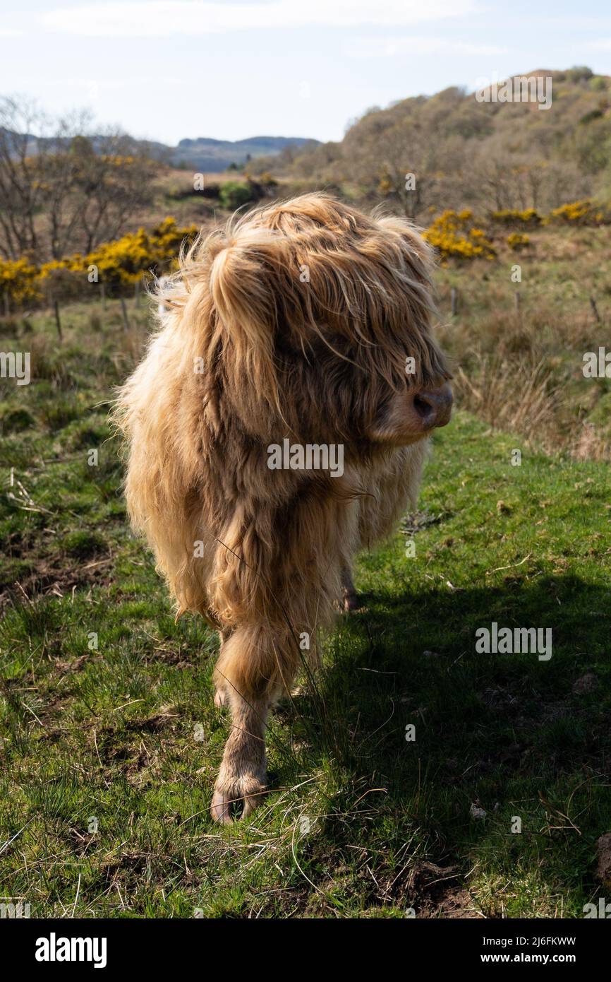 Entzückendes Highland-Rinderkalb mit langen zotteligen Haaren, das auf der schottischen Landschaft mit gelben Ginsterblüten weidet Stockfoto