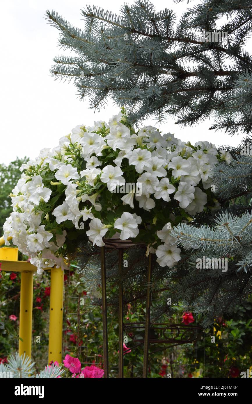 Weiße Petunia-Blumen, Nahaufnahme. Petunien sind wegen ihrer langen Blütezeit eine der beliebtesten Blüten. Stockfoto