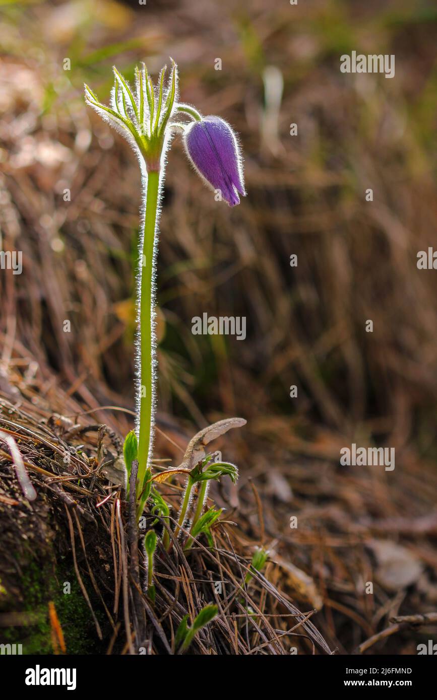 Schneeglöckchen. Traumgras Pulsatilla patiniert. Sanfte Frühlingsviolette Feldblume im Wald. Schlafgrasblüte Stockfoto