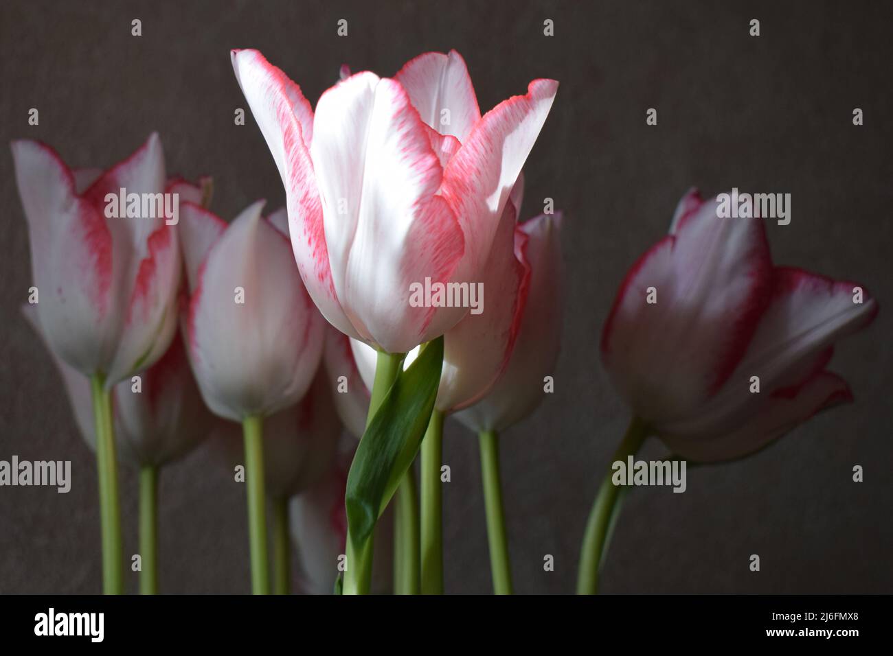 Weiße Tulpe mit roten Streifen auf den Blütenblättern auf dem dunklen unscharfen Hintergrund. Zwei farbige Tulpenblüten kröden auf dem dunklen Hintergrund. Stockfoto