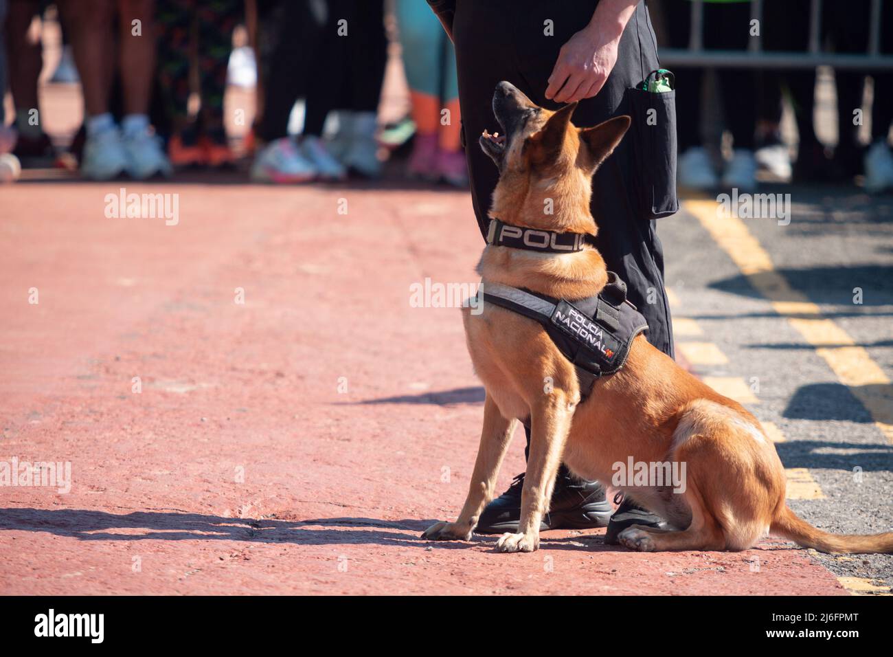 Santander, Kantabrien - 13. März 2022: Polizeihund der spanischen Nationalpolizei während einer Ausstellung des Gehorsams und der Suche nach Sprengstoffen Stockfoto