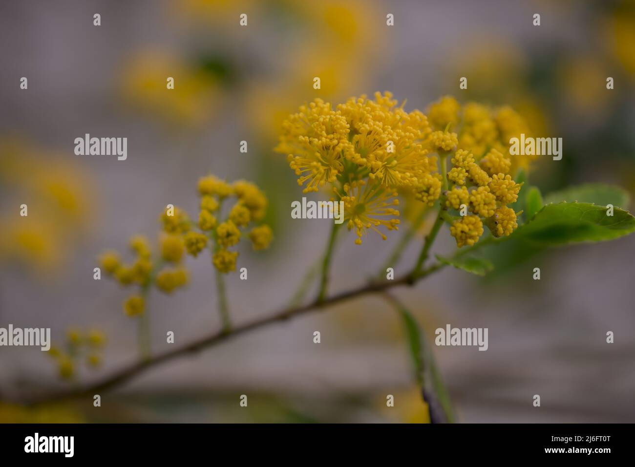 Foto von Frühlingsblumen auf natürlichem Hintergrund Stockfoto