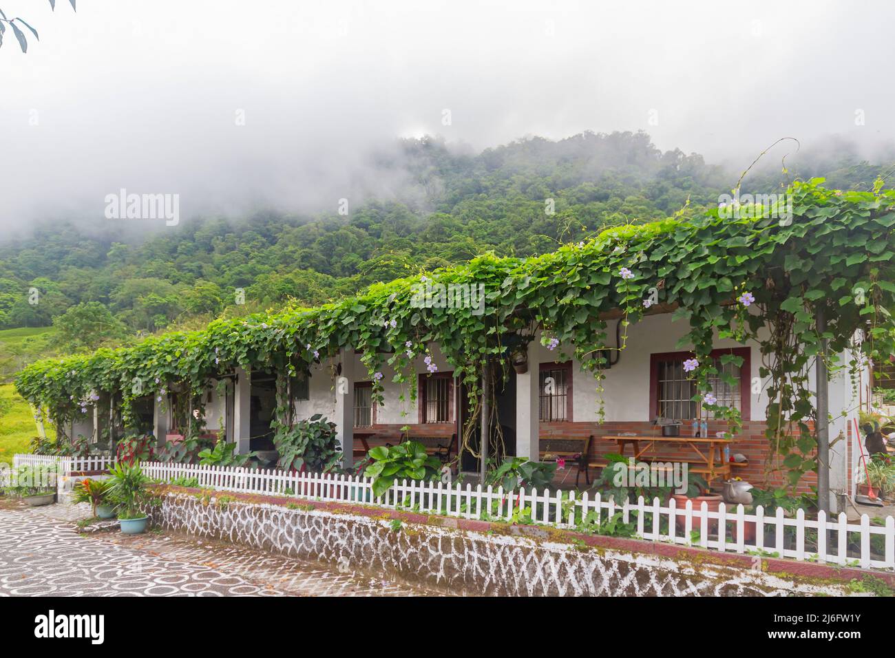 Bedeckter Blick auf ein Wohnhaus mit Thunbergia laurifolia Blüte in Hualien, Taiwan Stockfoto