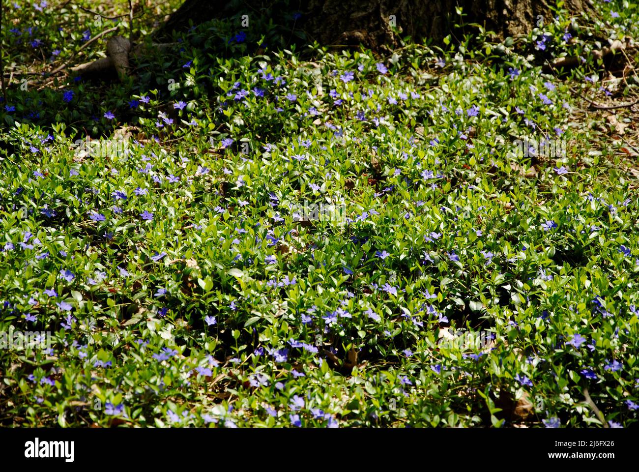 Blühende Wiese mit kleinen Frühlingsblumen Ende April in Lakewood, Ohio Stockfoto