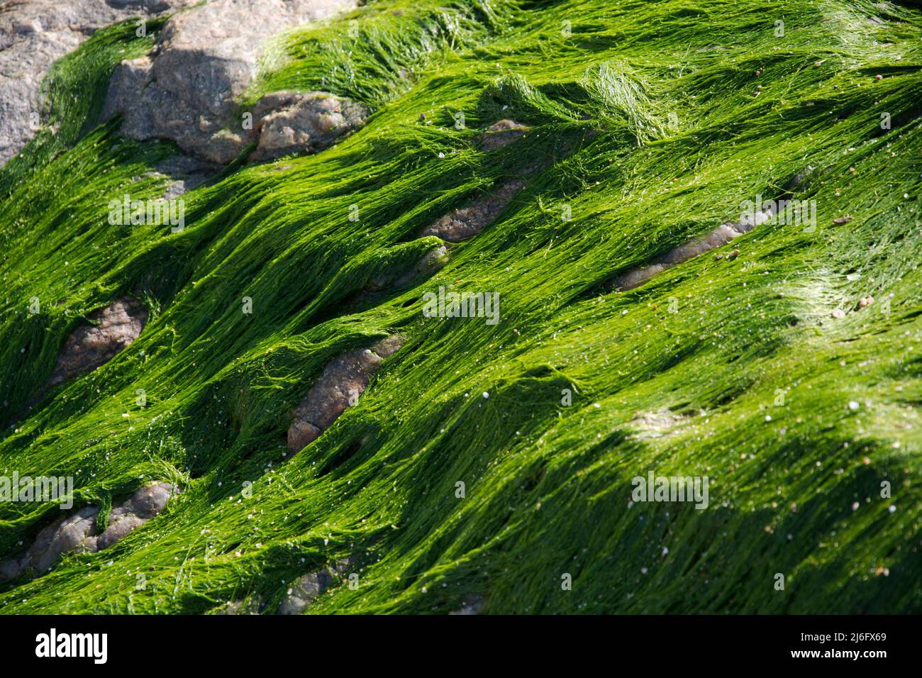 Algen bei Ebbe an der Nordküste der Bretagne Stockfoto