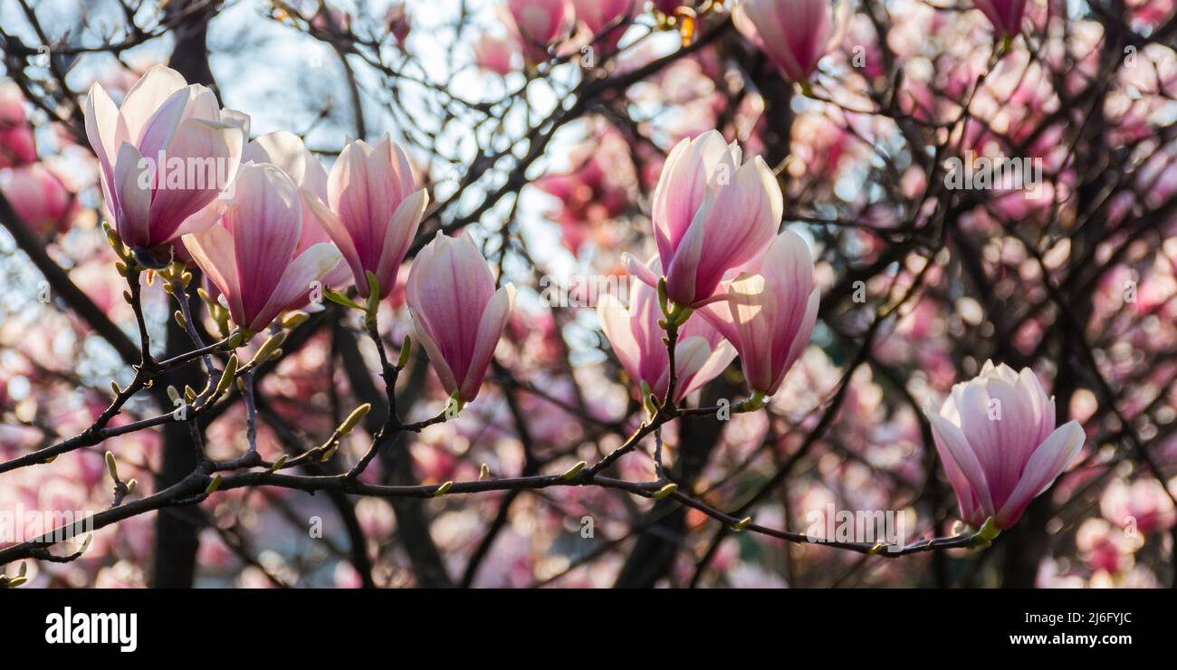 magnolienblüte botanischen Hintergrund. Blume auf dem Zweig. Natur Hintergrund im Sommer Stockfoto