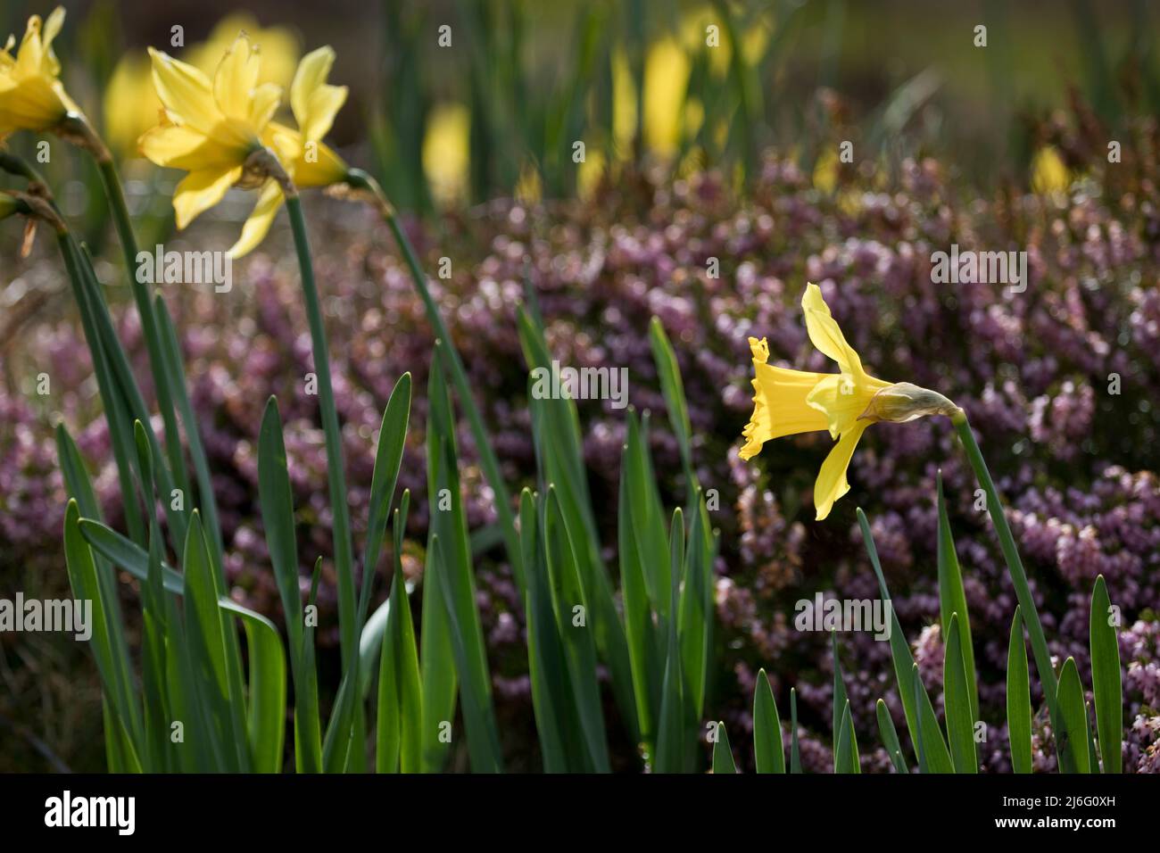 Narzissen mit winterblühender Heide im Frühjahr in einem Garten bei Dun Carloway, auf der Isle of Lewis, Äußere Hebriden, Schottland, Vereinigtes Königreich Stockfoto