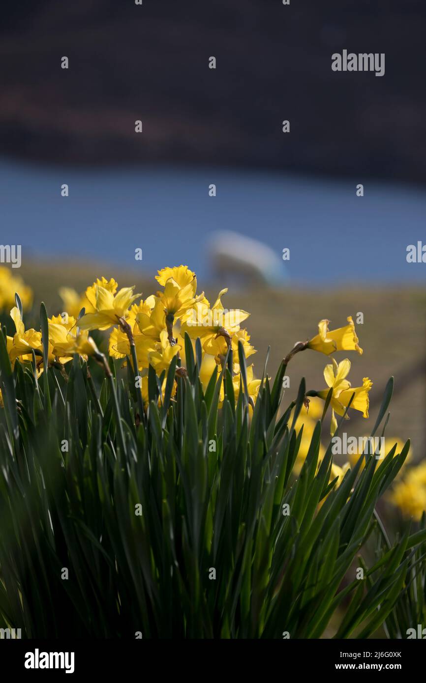 Narzissen im Frühling in einem Garten in Dun Carloway, auf der Isle of Lewis, Äußere Hebriden, Schottland, Vereinigtes Königreich Stockfoto