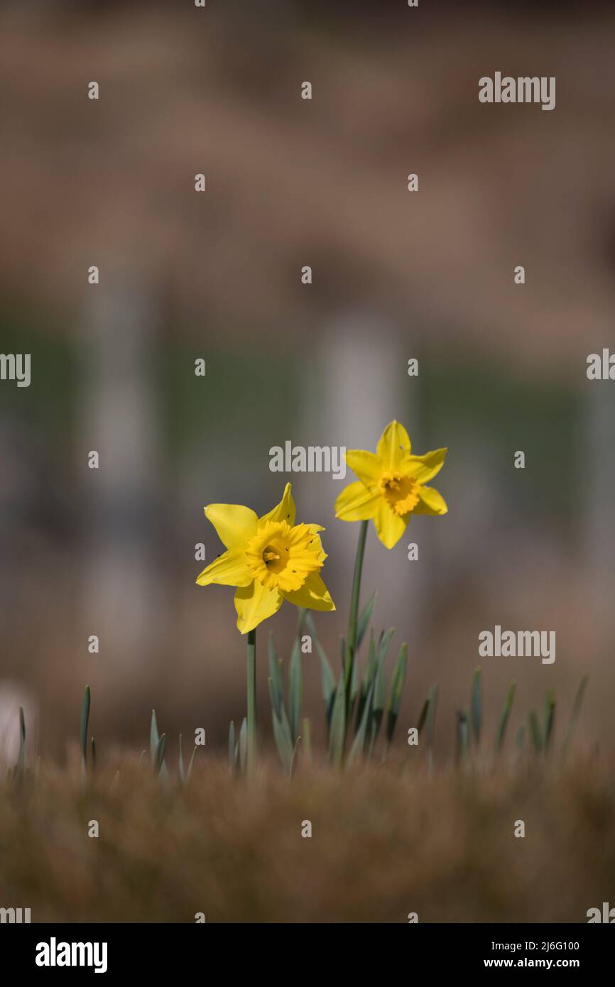 Narzissen im Frühling in einem Garten in Dun Carloway, auf der Isle of Lewis, Äußere Hebriden, Schottland, Vereinigtes Königreich Stockfoto