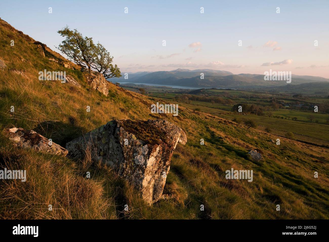 Weißdornbaum an den Hängen von Binsey, im englischen Lake District bei Sonnenuntergang Stockfoto
