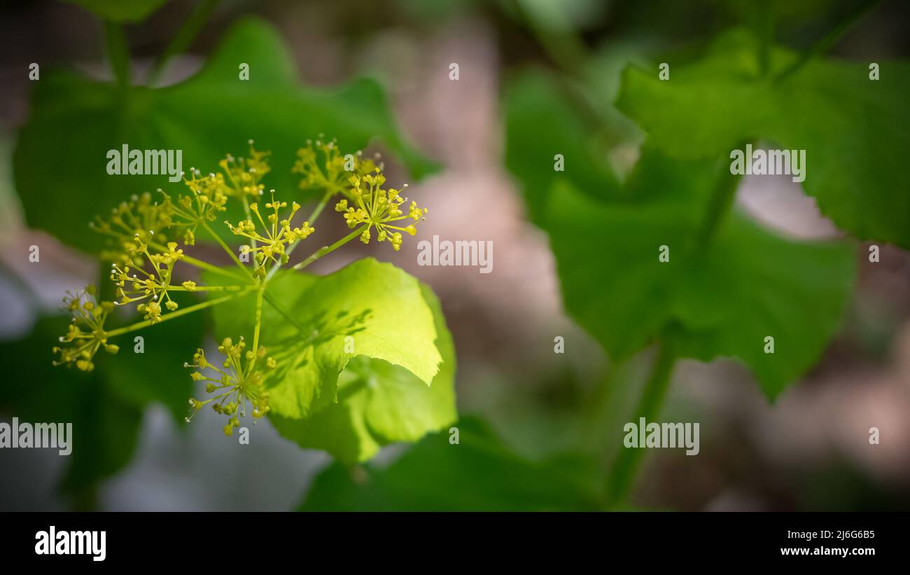 Smyrnium perfoliatum, Alexander-Pflanze. Wildpflanze im Frühjahr geschossen. Stockfoto