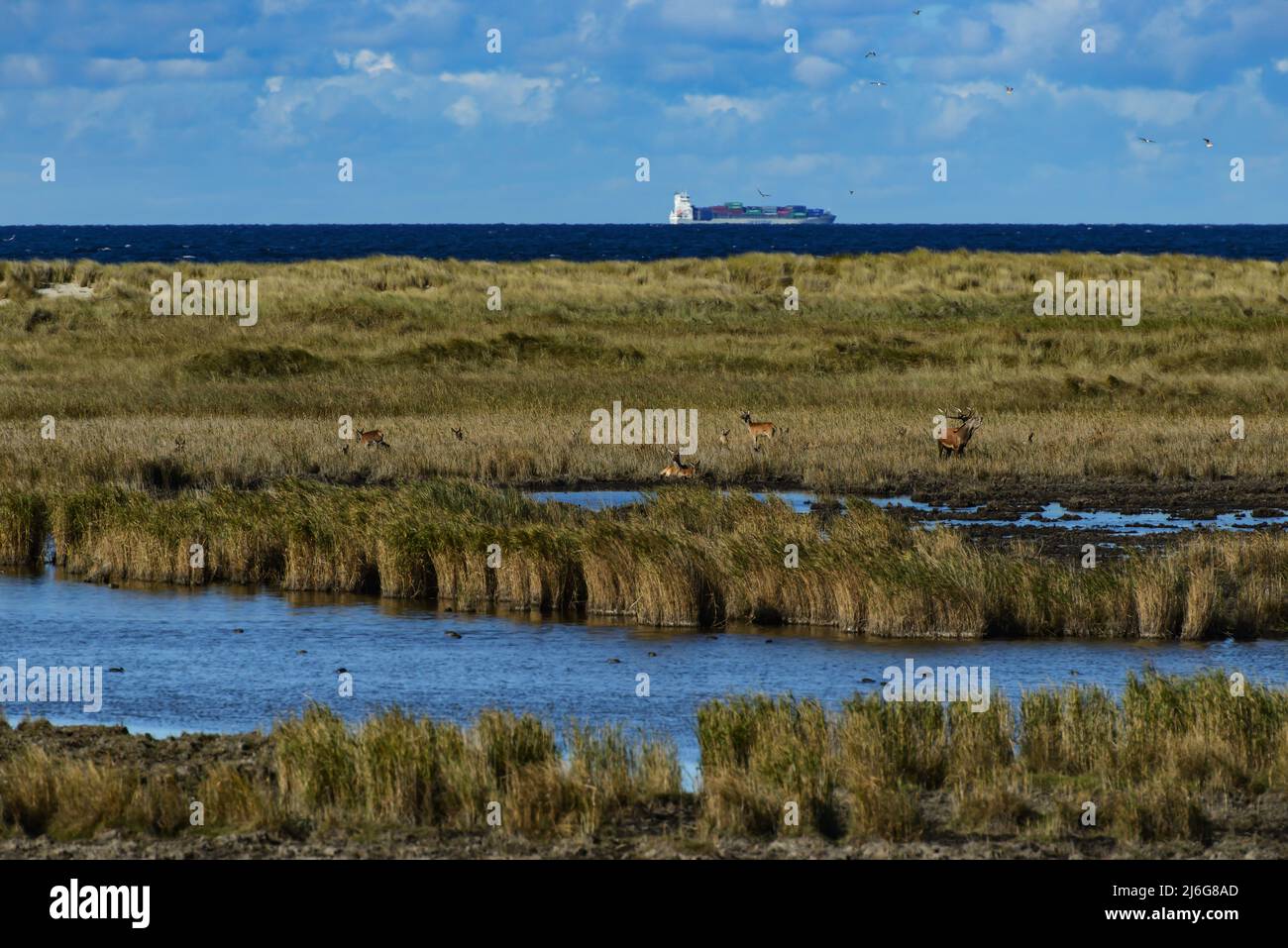 Rotwild im Schilf an der Ostseeküste vor einem Containerschiff Stockfoto