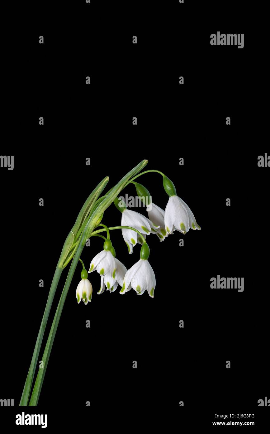 Frühlingsschneeflocke auf schwarzem Hintergrund. Es ist eine blühende Pflanze in der Familie Amaryllidaceous Stockfoto