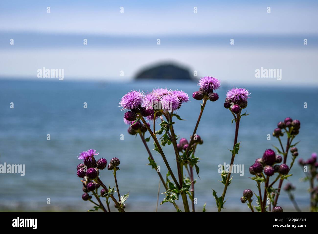 Blumen im Deception Pass State Park Stockfoto