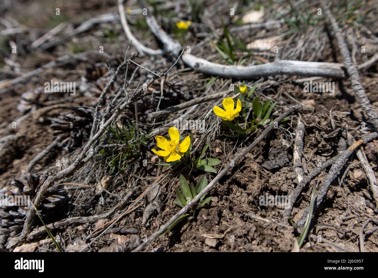 Im State Forest State Park in den Rocky Mountains von Colorado wachsen aus dem Schmutz kleine gelbe Wildblumen Stockfoto