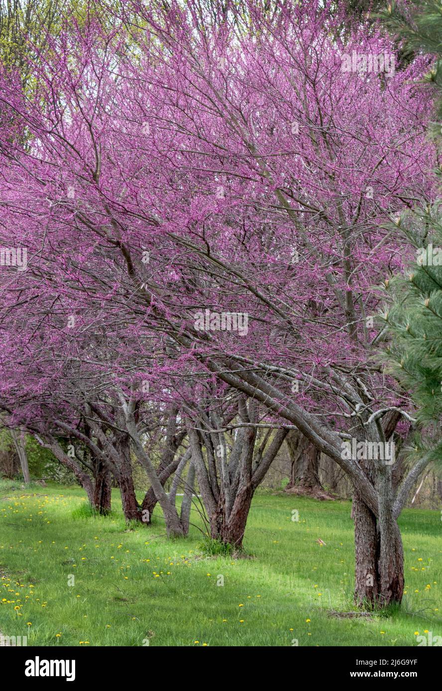 Reihe von bunten roten Knospenbäumen im Frühling Michigan USA Stockfoto