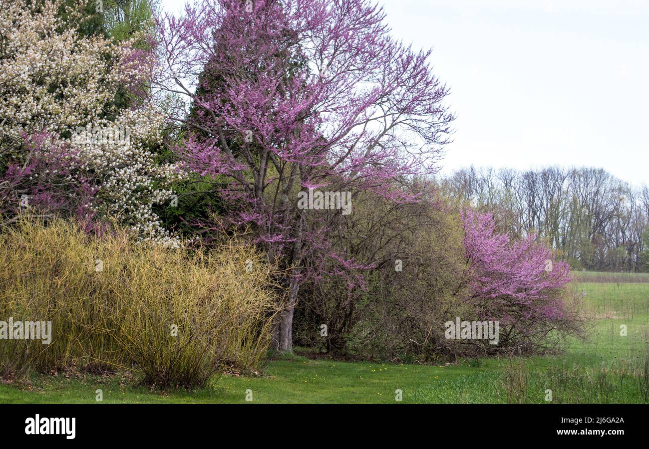Blühende Bäume im Frühling brechen in einer Vielzahl von schönen Farben aus, vor allem die roten Knospen und blühenden Kirschbäume Stockfoto