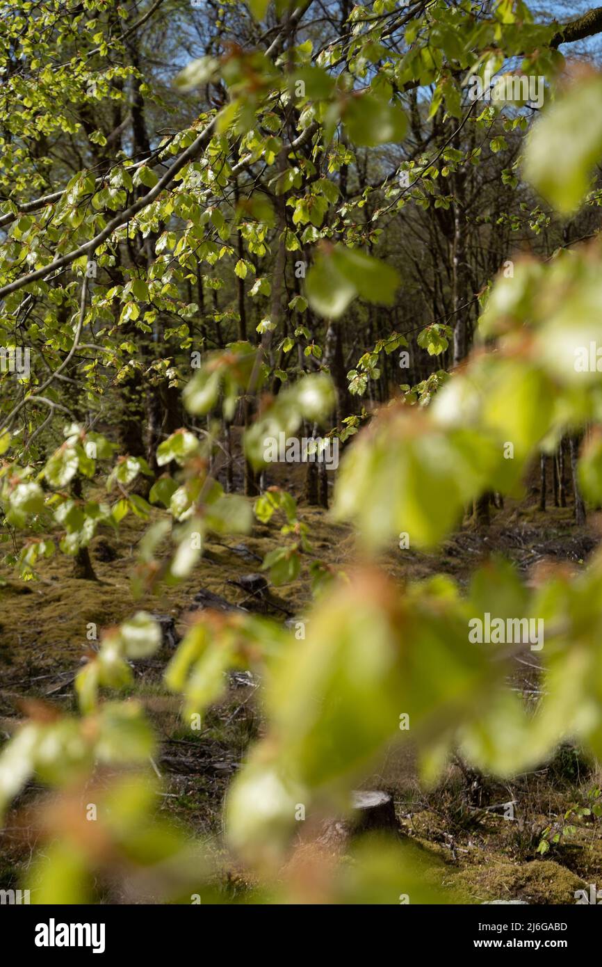 Neues Frühjahrswachstum auf einer Buche, Sutherlands Grove, Barcaldine, Schottland Stockfoto