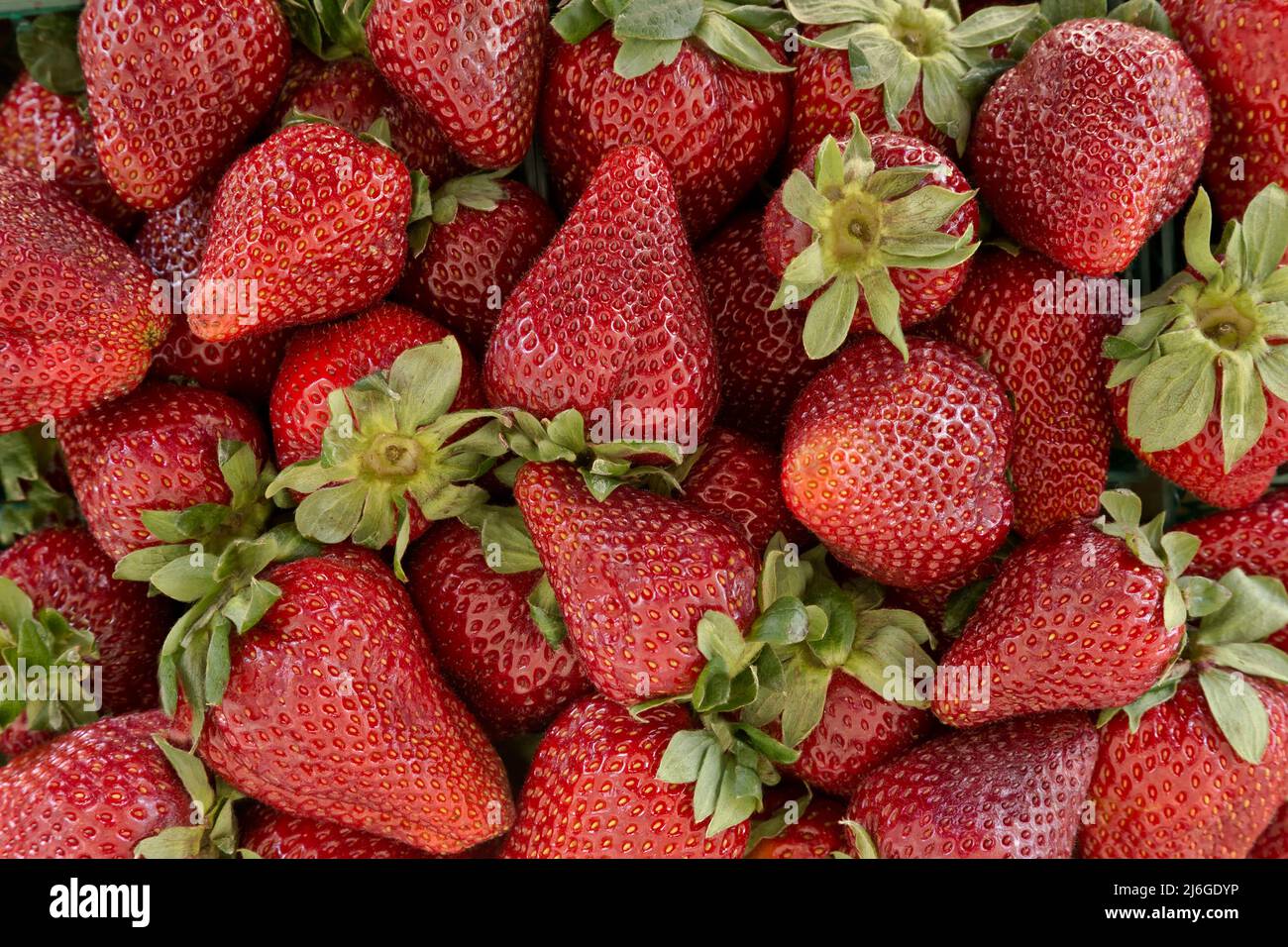 Erdbeeren Albion Sorte 'Fragaria x ananassa' auf Glasplatte, Kalifornien. Stockfoto