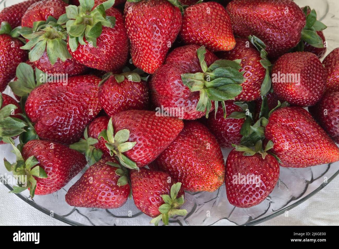 Erdbeeren 'Albion' Sorte Fragaria x ananassa auf Glasplatte, Kalifornien. Stockfoto