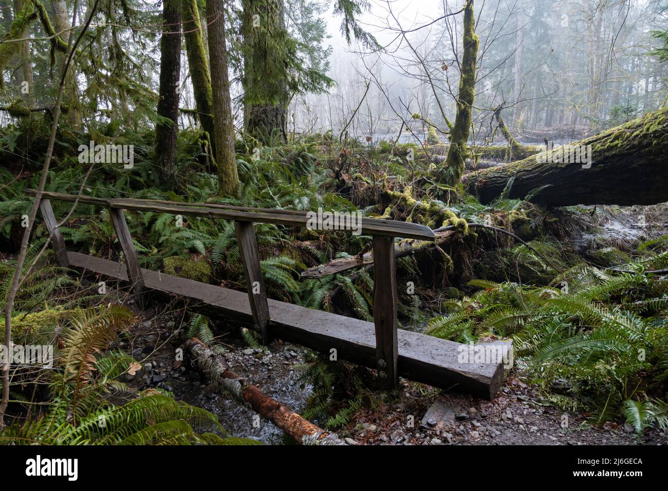 Eine Fußgängerbrücke in der Nähe des Elwha River an der vorübergehenden Fußgängerumgehung im Olympic National Park, Washington. Die Gegend wurde wiederholt ich Stockfoto