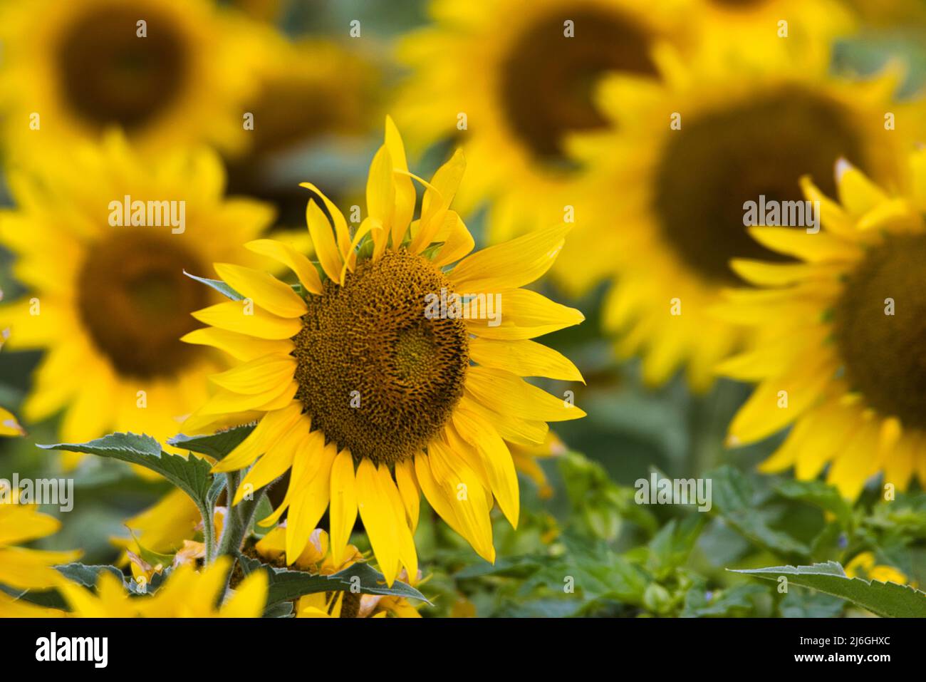 Ultra-Nahaufnahme von Sonnenblumen in einer nachhaltigen Energiefarm. Stockfoto