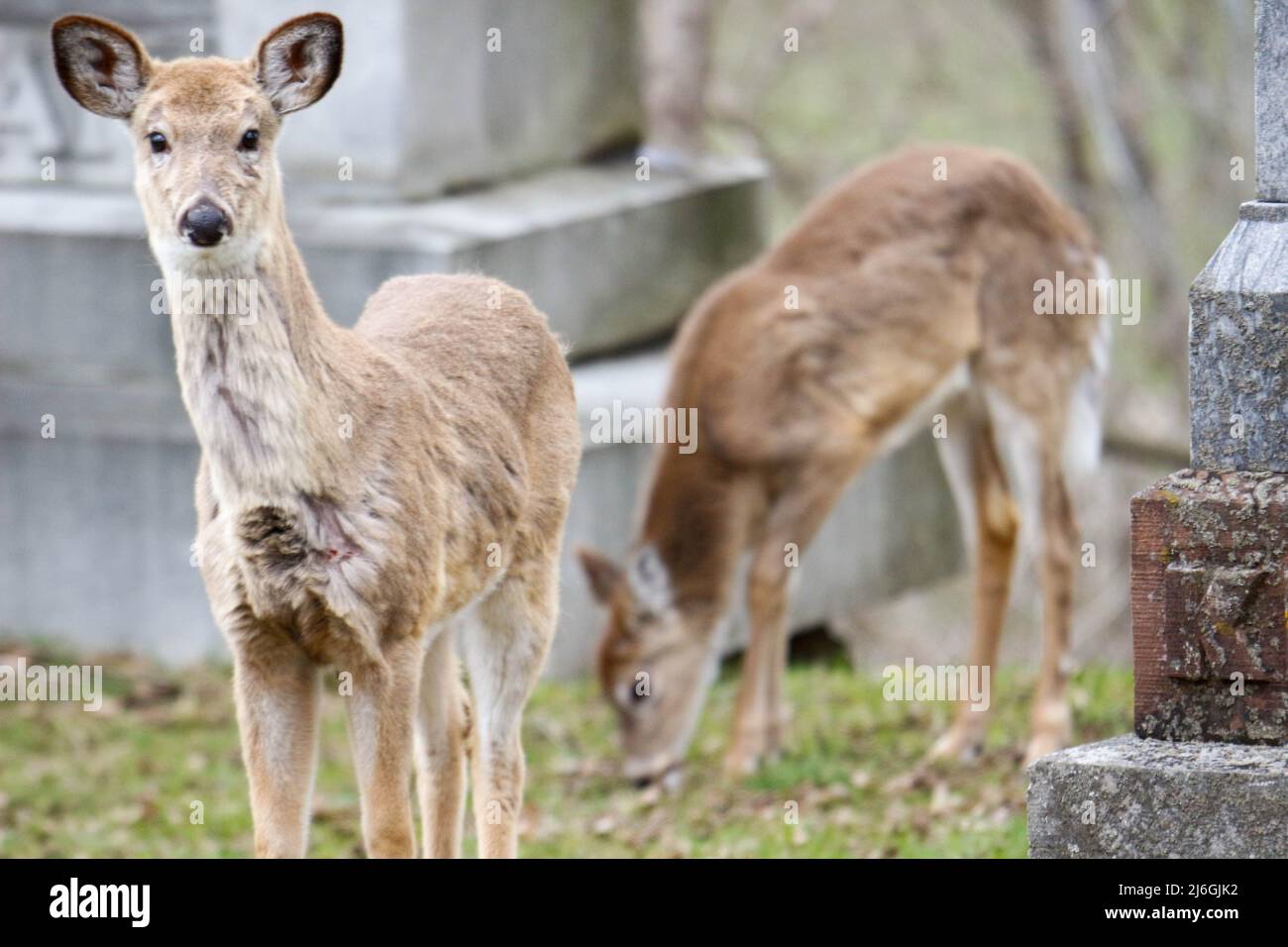 Hirsch auf einem Friedhof grasen in kanada Stockfoto