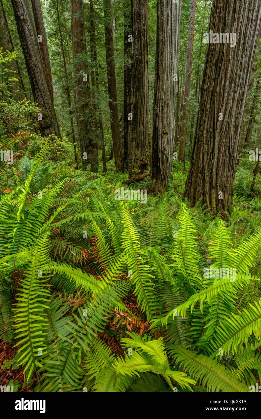 WESTERN Swordfern, Redwoods, Prim Creek Redwoods State Park, Redwood National and State Parks, Kalifornien Stockfoto