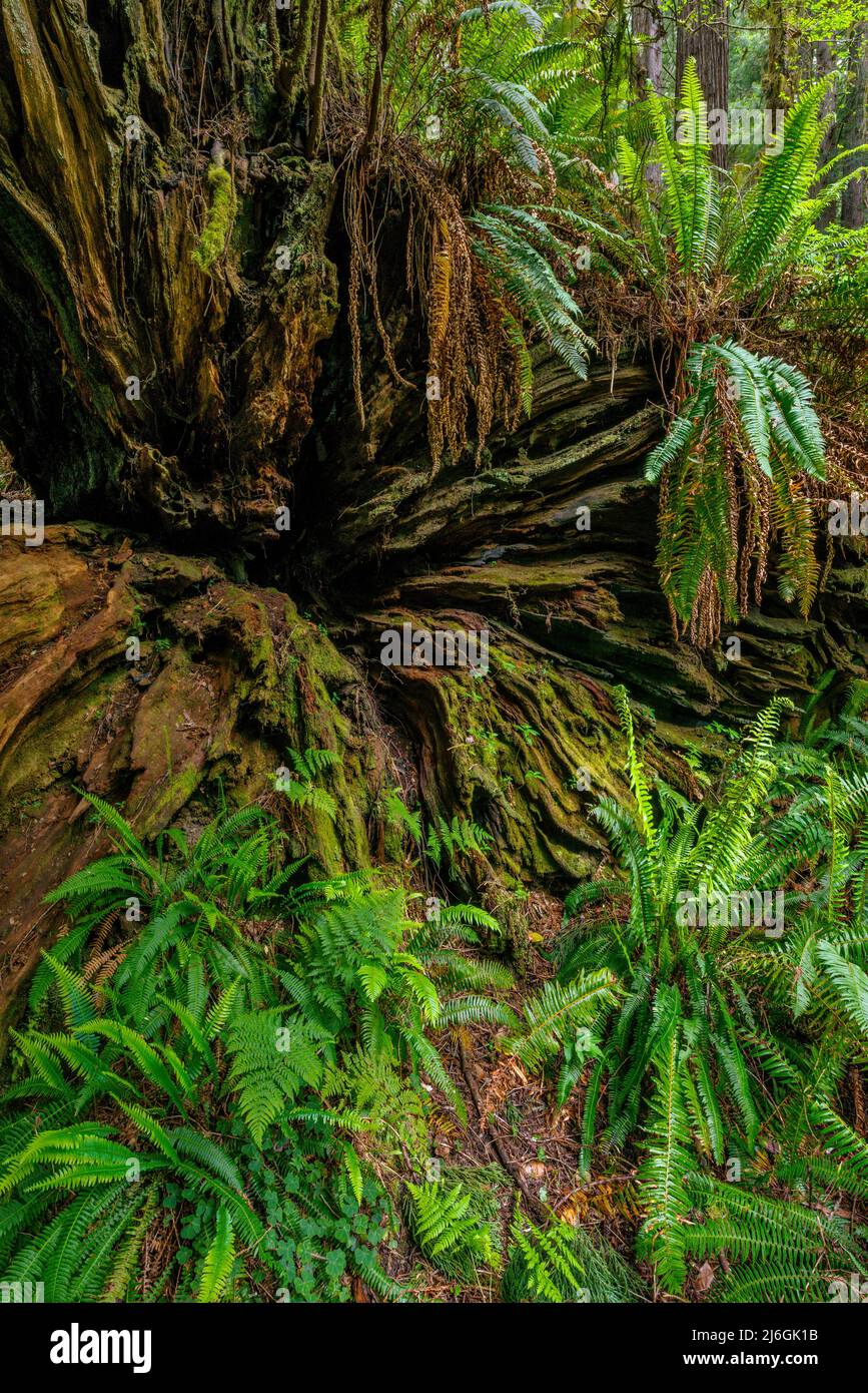 Redwood Root, Pruria Creek Redwoods State Park, Redwood National and State Parks, Kalifornien Stockfoto