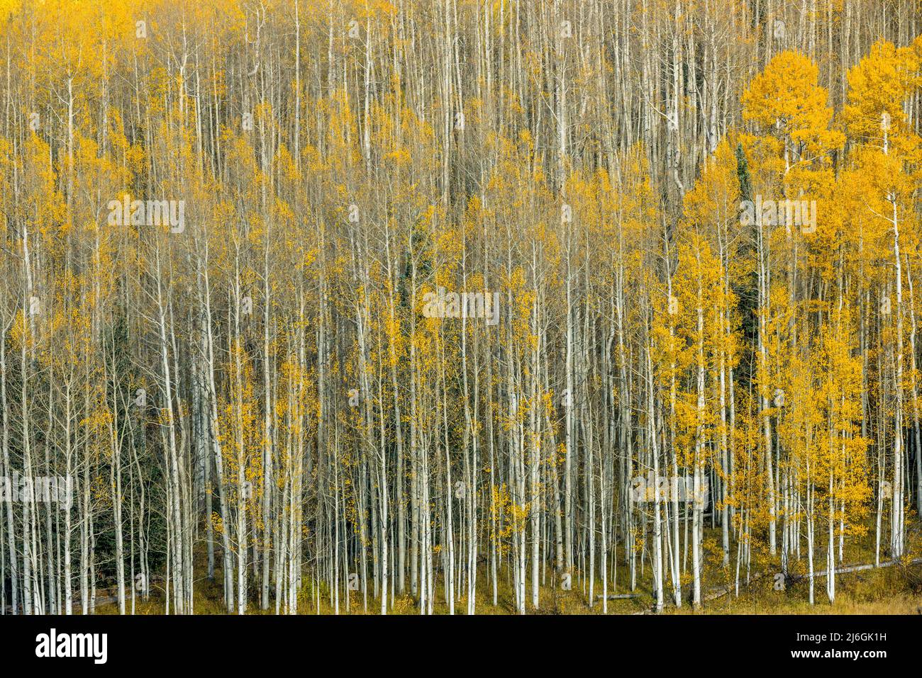 Aspen, Populus Tremulae, Uncompahgre National Forest, Colorado Stockfoto