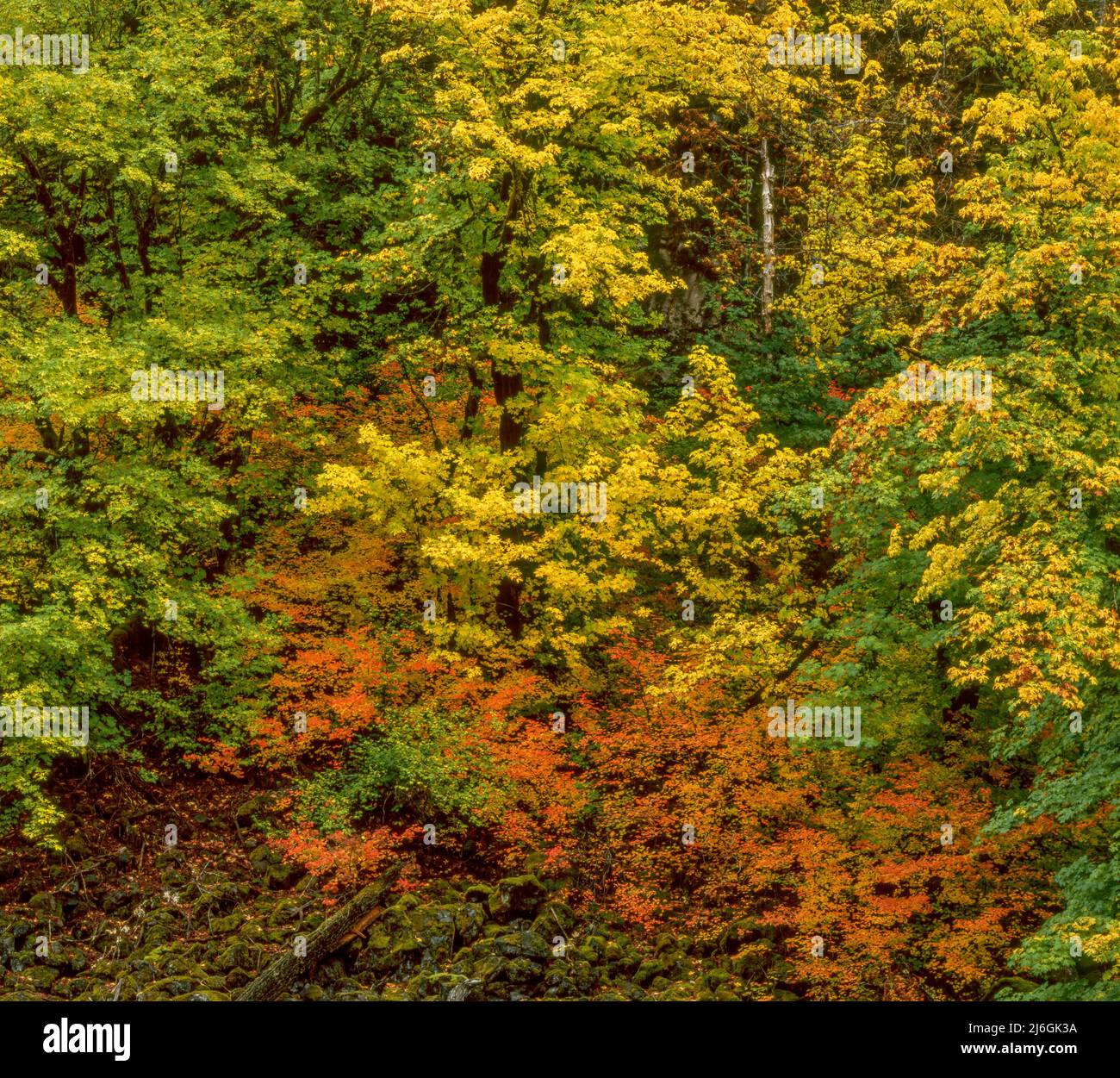 Vine Maple, Lava Rock, Mc Kenzie River Trail, Willamette National Forest, Oregon Stockfoto