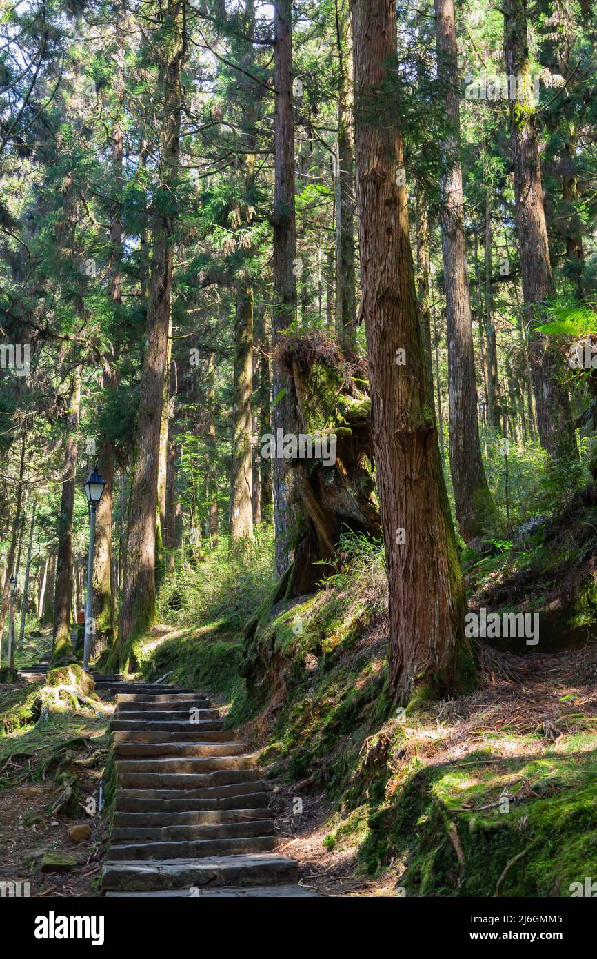 Waldlandschaft in Alishan National Forest Recreation Area in Chiayi, Taiwan Stockfoto
