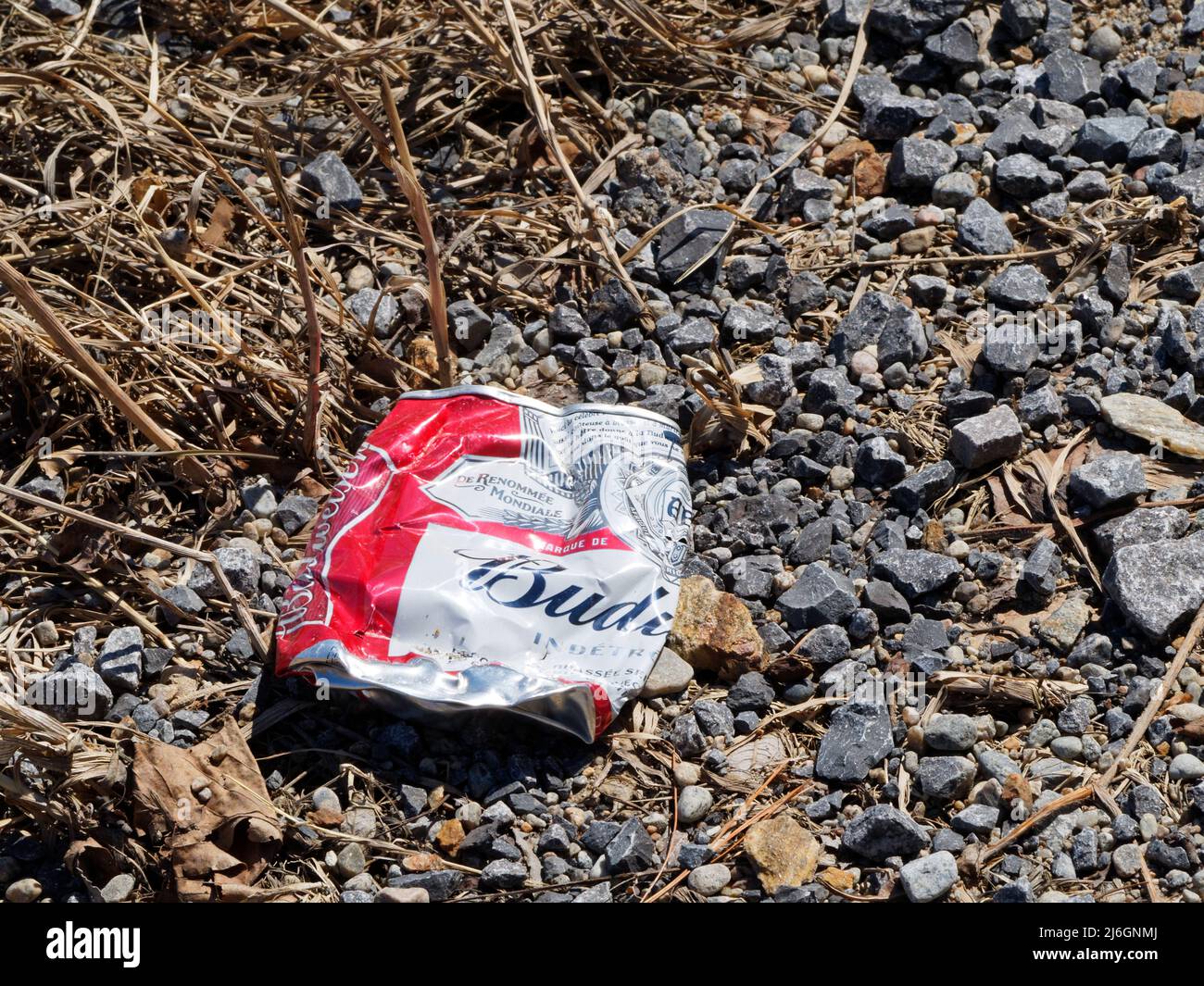 Leere zerkleinerte Dose Budweiser Bier auf dem Boden. Quebec, Kanada Stockfoto