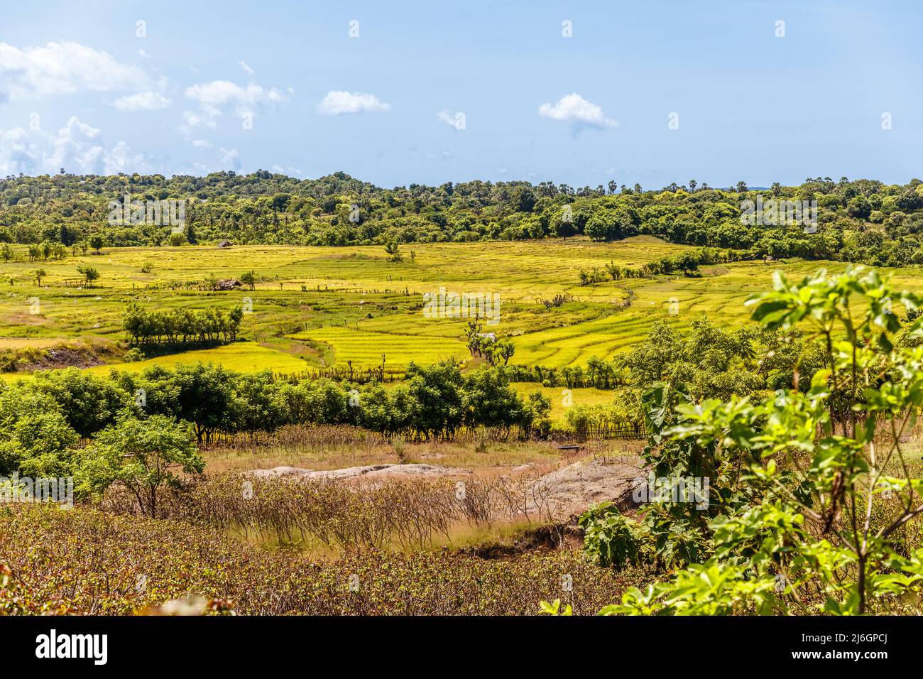 Reisfeld im nördlichen Teil der Roten Insel, Provinz East Nusa Tenggara, Indonesien Stockfoto