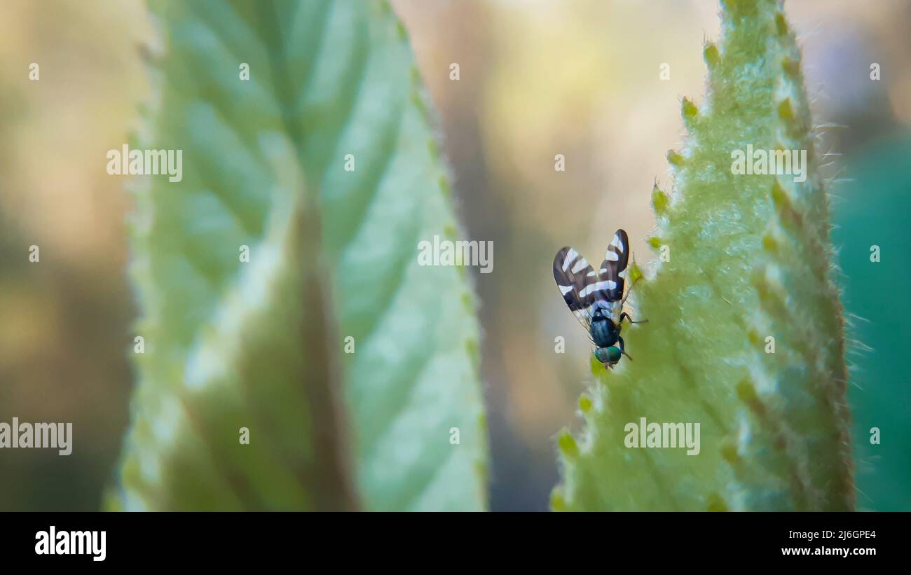 Kleine schwarze Fliege auf großem grünen Blatt die Tephritidae sind eine von zwei als Fruchtfliegen bezeichneten Fliegenfamilien, die andere Familie sind die Drosophilidae Stockfoto