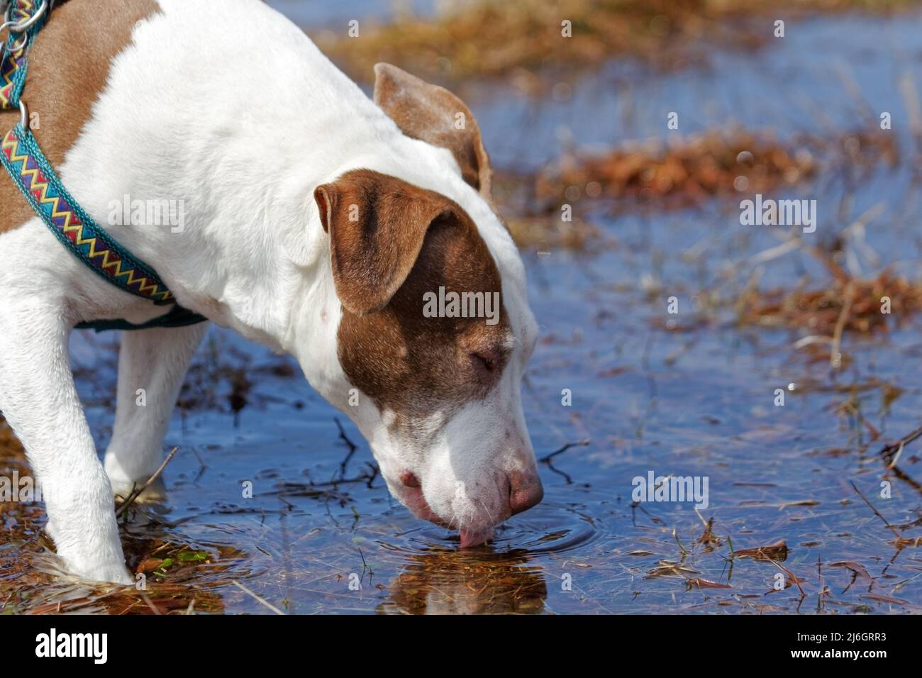 Hund Trinkwasser aus dem Rand eines Sees. Quebec, Kanada Stockfoto
