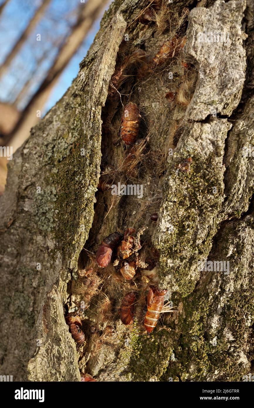 Cluster von Chrysalis-Chrysalis der Zigeunermoten auf dem Eichen-Rind-Makro aus nächster Nähe Stockfoto