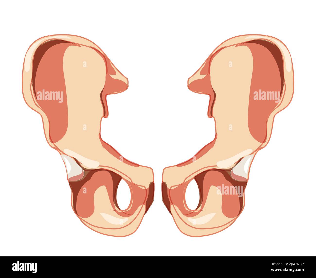 Skelett Hüftknochen os coxae, innominieren, Beckenkoxalknochen Vorderansicht des Menschen. Set aus 3D realistischen flachen natürlichen Farben Konzept Vektor-Illustration der Anatomie isoliert auf weißem Hintergrund Stock Vektor