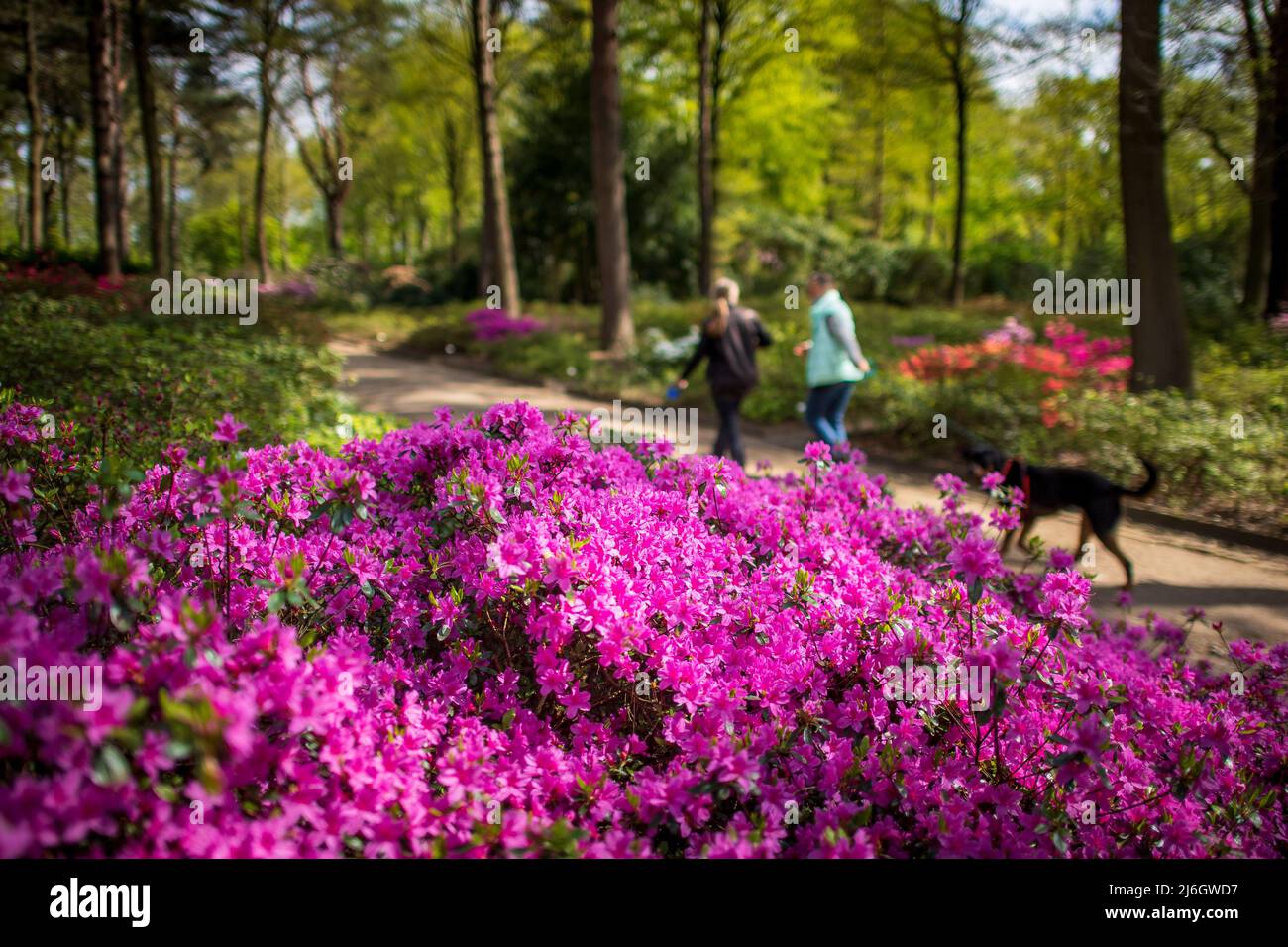 rhododendron xxl hortinno Buy Rhododendron Rhodo Xxl Hortinno Garden Xxl The Original Green 35 - 40  Cm Online main image 0