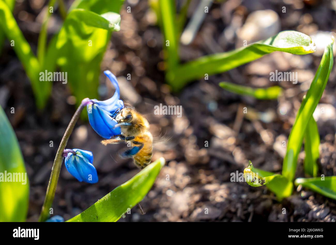 Nahaufnahme einer Biene, die auf einer blauen Blume sitzt. Bewegungsunschärfe, selektiver Fokus Stockfoto