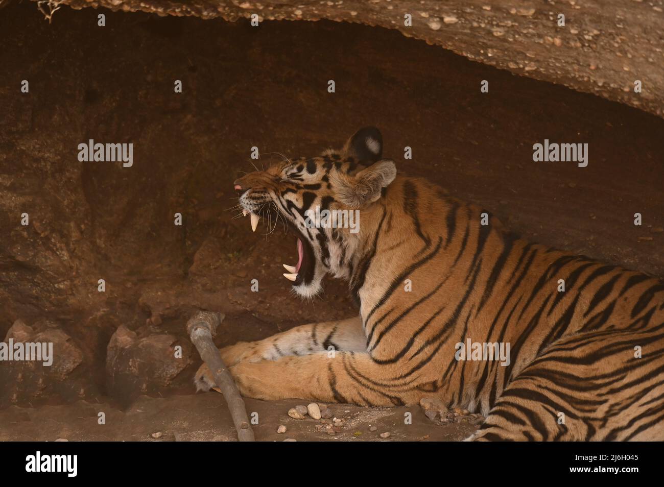 Ein subadulter männlicher Tiger, der sich auf einer Höhle ausruht und