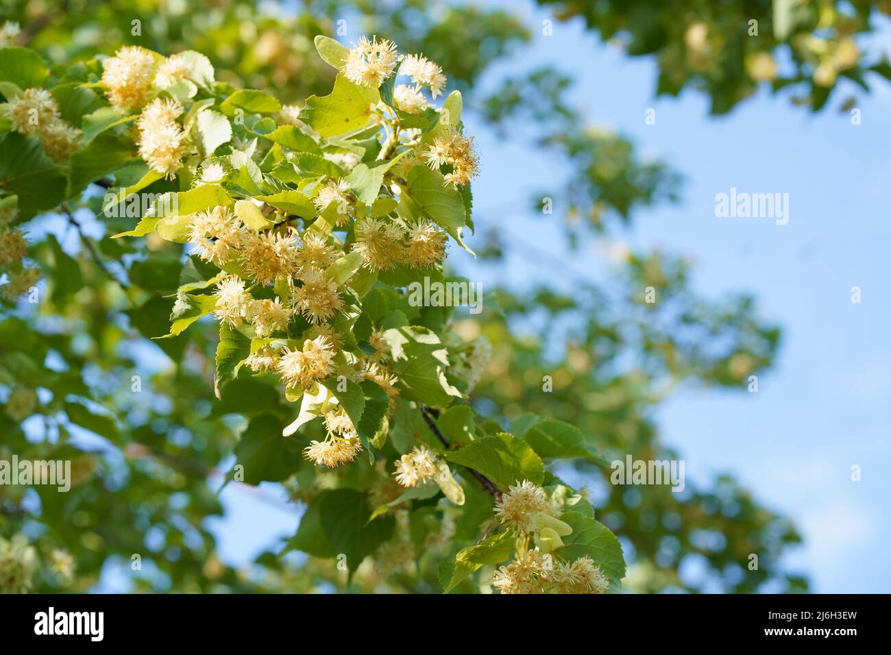 Eine Hummel extrahiert Pollen aus einem Lindenbaum. Eine große Biene sammelt Nektar aus einer gelben Blume. Stockfoto