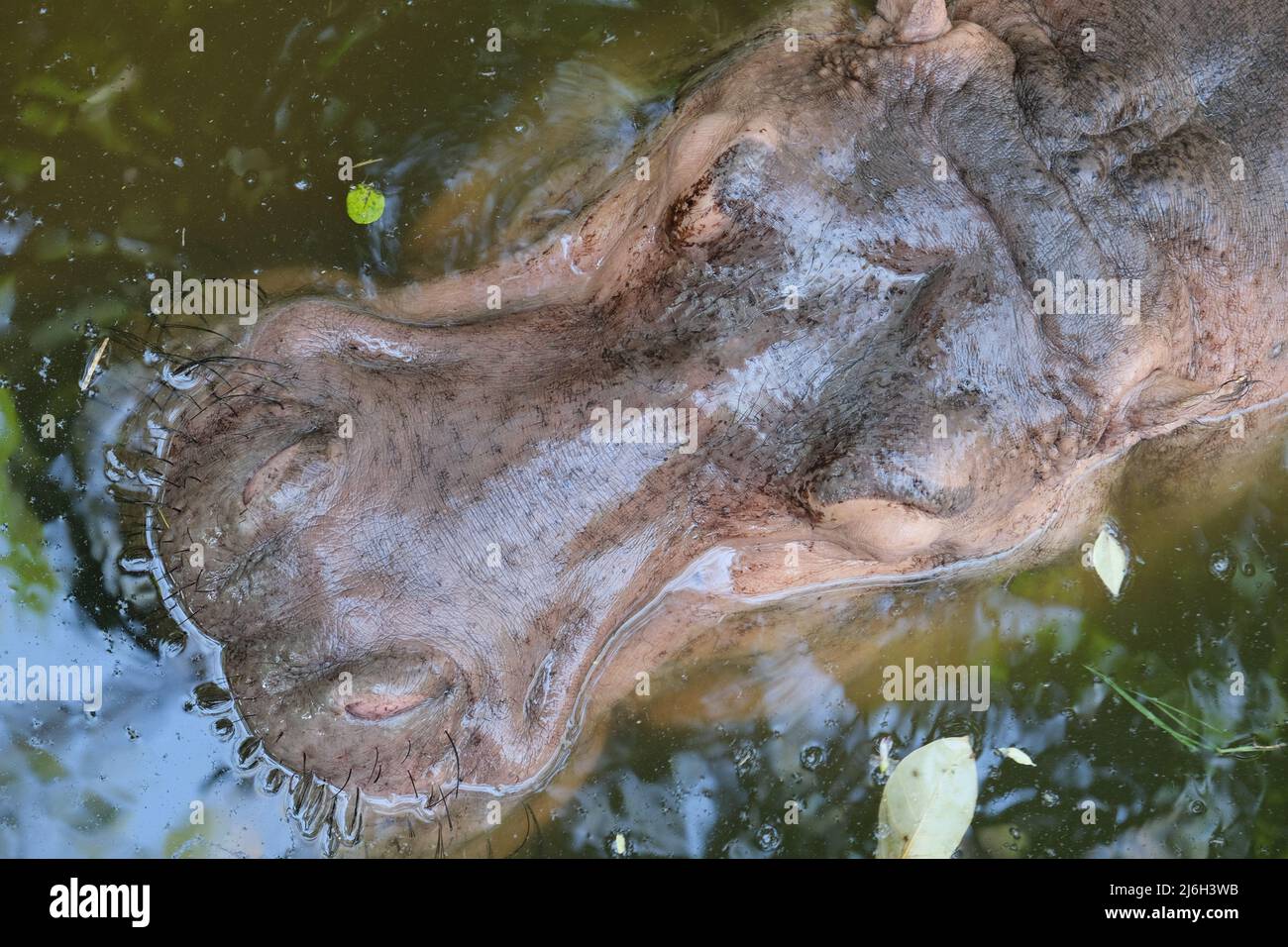 Ein Kopf eines erwachsenen Nilpferdes erhebt sich kaum über Wasser Stockfoto