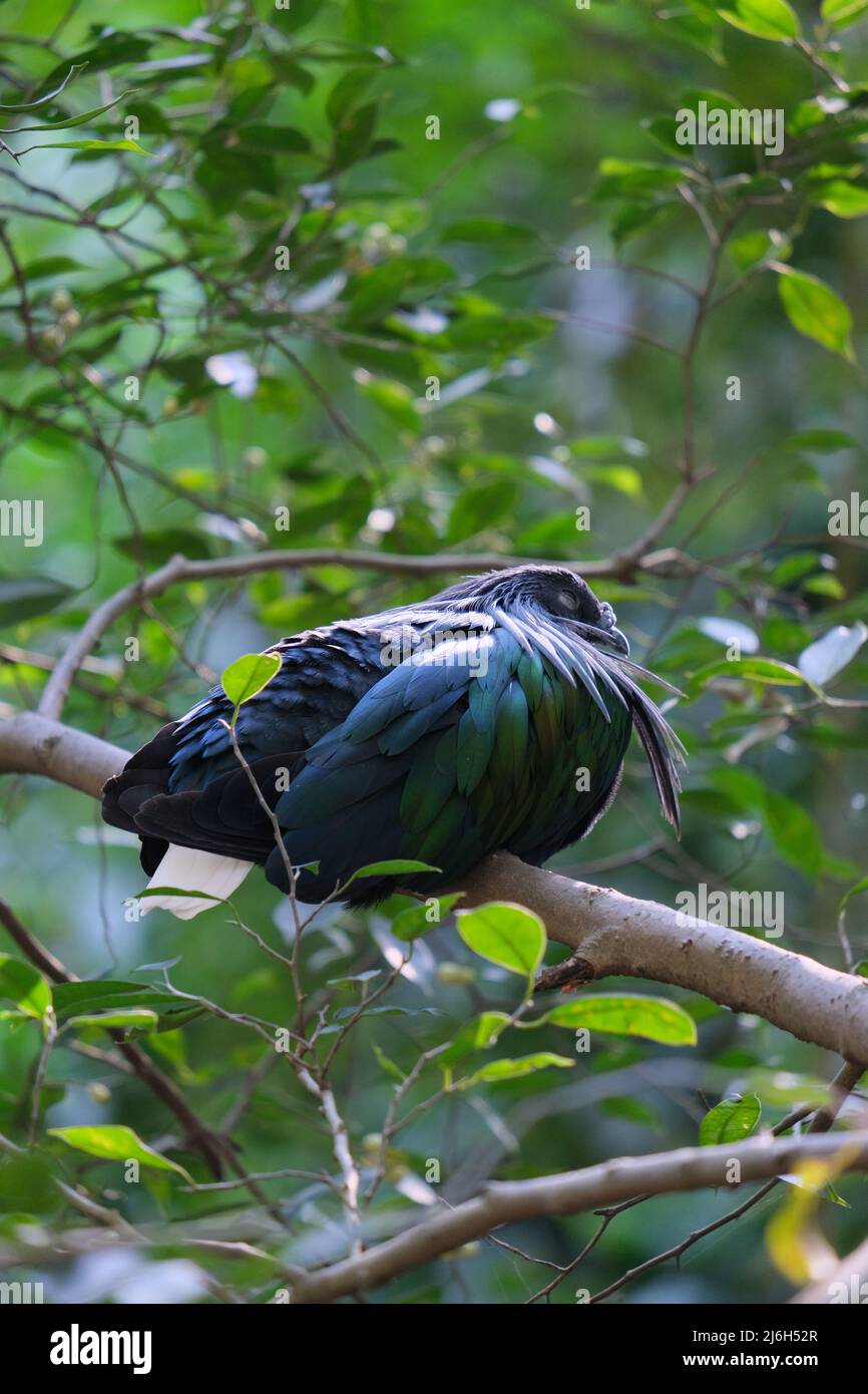 Ein großer, dunkler Vogel schläft auf einem Baum Stockfoto