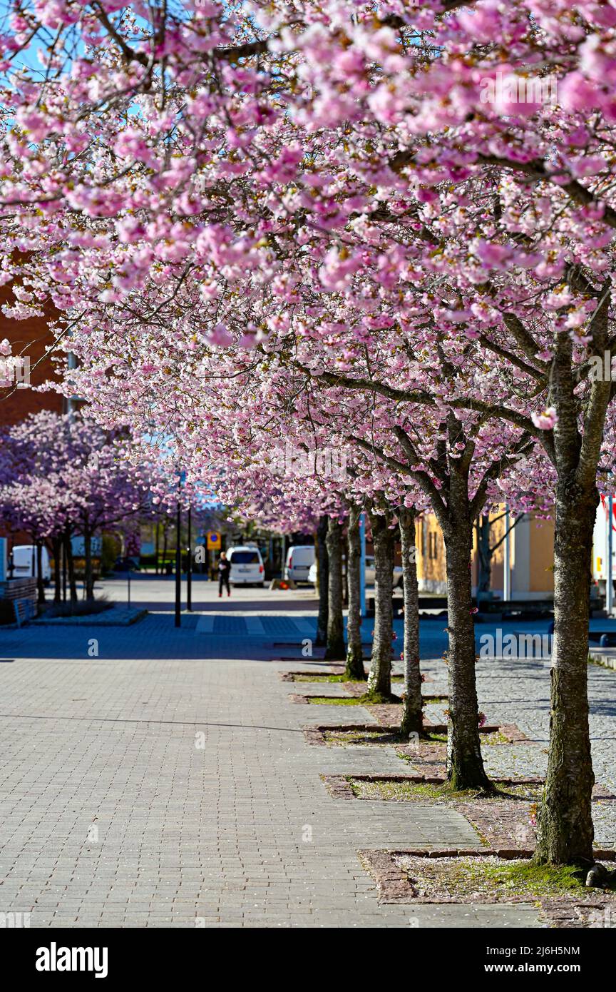 Reihe von Kirschbäumen im Kumla Center april 29 2022 Stockfoto