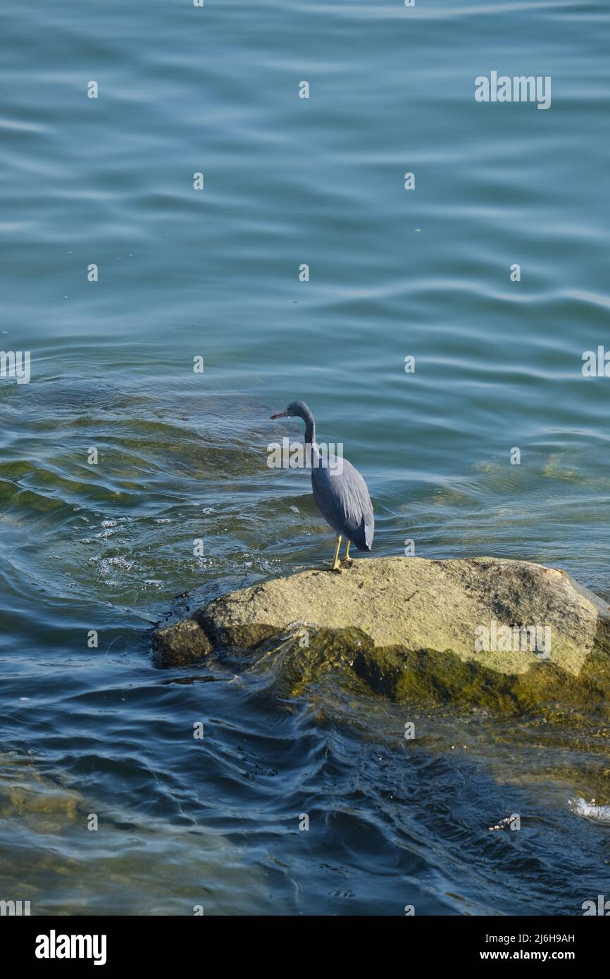 Ein großer Vogel der Reiherfamilie fischt aus Felsen in einem flachen Meer Stockfoto